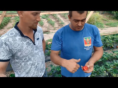 Видео: Бизнес на 50 сотках - клубника по системе Супер-Агро