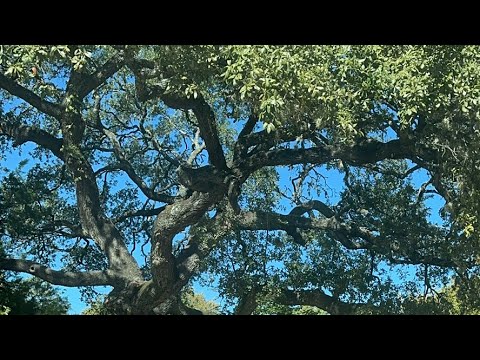 Видео: Daniella Дана Yussupbek is live! Утро🌹