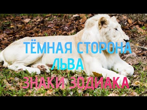 Видео: О ЛЬВАХ