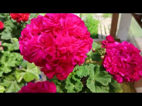 Видео: Обзор цветения моих пеларгоний на 7 июля/часть вторая🌺🌺🌺