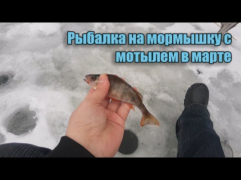 Видео: Рыбалка на мормышку с мотылем в марте