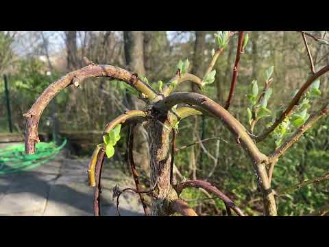 Видео: ИВА ПЕНДУЛА. ФОРМИРОВАНИЕ ПОСЛЕ ПОКУПКИ С НУЛЯ