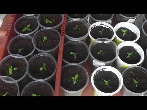 Видео: ПИКИРОВКА  РАССАДЫ ФИЗАЛИСА ЗЕМЛЯНИЧНОГО, КОГДА И КАК ПИКИРОВАТЬ