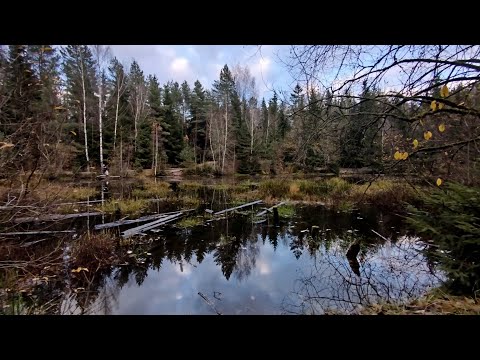 Видео: 🍁ЛЕСНОЕ ОЗЕРО В НОЯБРЕ-КРАСИВОЕ И ХОЛОДНОЕ МЕСТО🥶ЭКСКУРСИЯ