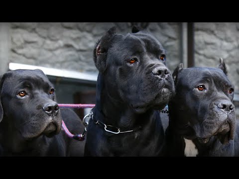 Видео: КУПИРОВКА КАНЕ КОРСО