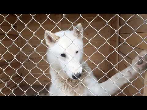 Видео: Будни питомника Урал