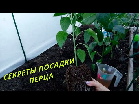 Видео: ПЕРЕЦ СРАЗУ ПОЙДЁТ В РОСТ, если при посадке сделать эту подкормку!