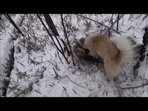 Видео: ТАЁЖНЫЙ ДУПЛЕТ  ПЕРВЫЙ СОБОЛЬ ,,АЙДЫ,, АРХИВ