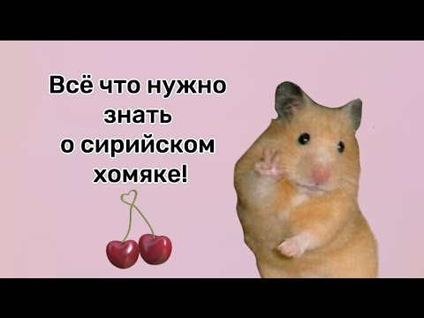 Видео: Всё что нужно знать о сирийском хомяке🖇️🌺|~ #сирийскийхомяк #советы #cuteanimal