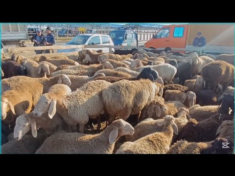 Видео: КОЙ  БАЗАР СОКУЛУК МАЛ БАЗАР 20-СЕНТЯБРЬ 2025ж #арашан_кой Козулар ТАРТЫЛГАН ТАСМА 