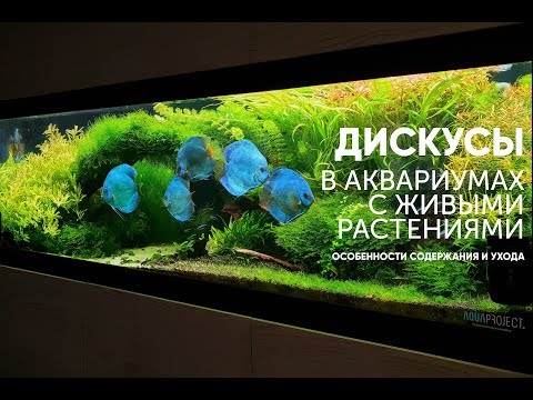 Видео: Дискусы в аквариумах с живыми растениями.