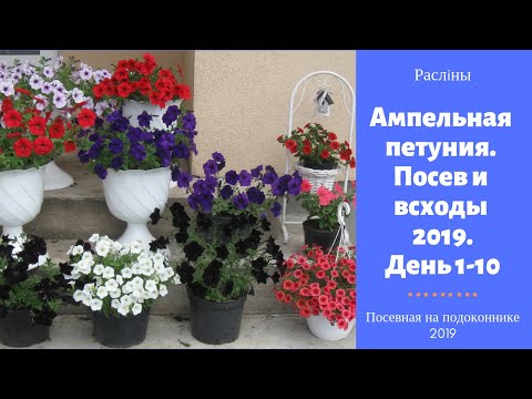 Видео: Ампельная петуния. Посев и всходы 2019. День 1-10