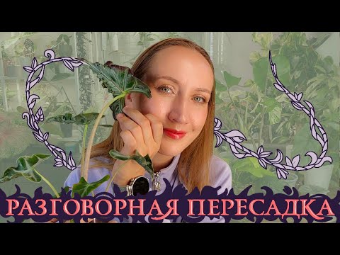 Видео: Разговорная ПЕРЕСАДКА: эпипремнумы, филодендроны, алоказии, папоротники