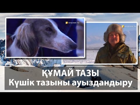 Видео: Құмай тазы. Күшік тазыны ауыздандыру