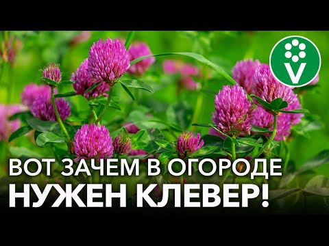 Видео: КЛЕВЕР КАК СИДЕРАТ: задушит болезни и вредителей, обогатит почву азотом! Плюсы и минусы клевера