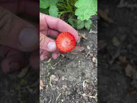 Видео: Обзор маточника клубники