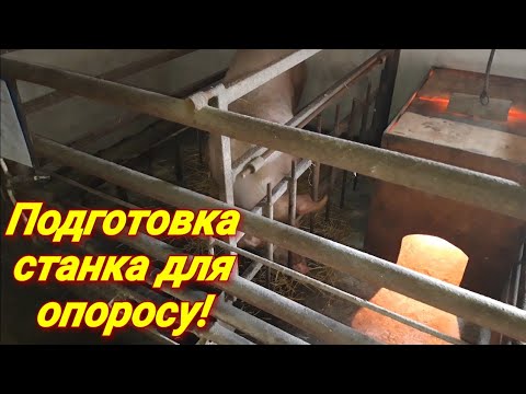 Видео: Клетка для опороса, фиксация свиноматки, подготовка свиноматки к опоросу!