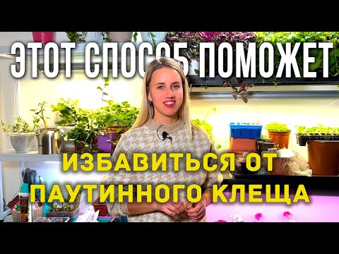 Видео: Огород на подоконнике Паутинный клещ на комнатных растениях Эффективное средство от паутинного клеща