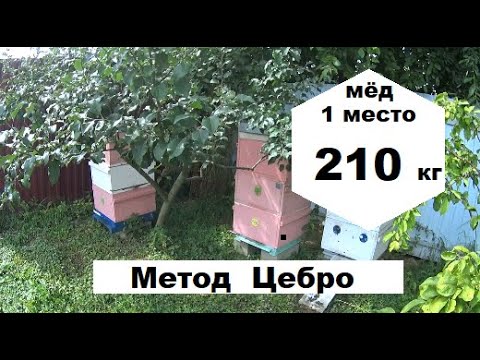 Видео: Пчеловодство по методу Цебро. Сколько мёда собрано в 2022 году.