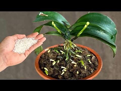 Видео: Просто посыпьте орхидею! Внезапно она вырастет на 200% новыми корнями и будет цвести круглый год.