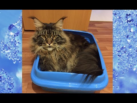 Видео: Кошка стала ходить мимо лотка? / Почему кошка гадит? / Основные причины / Приучение к лотку