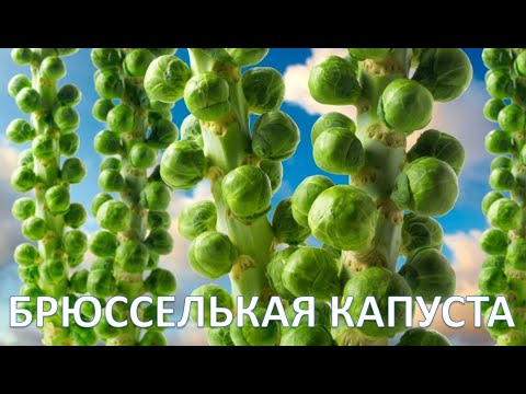 Видео: Секреты выращивания брюссельской капусты | Как это растёт?