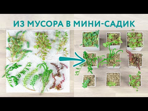 Видео: Седумы, крассулы, крестовники: моно садик суккулентов (сажалка-болталка)