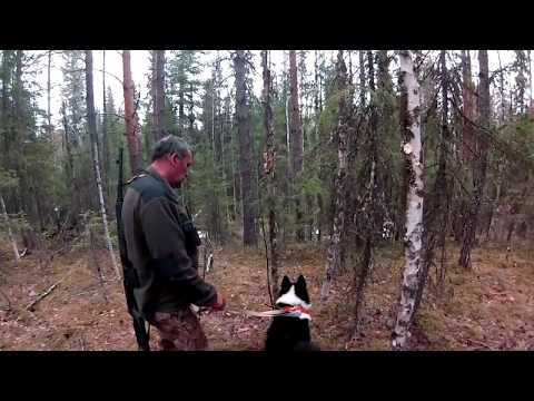 Видео: весна 2016 охота на медведя