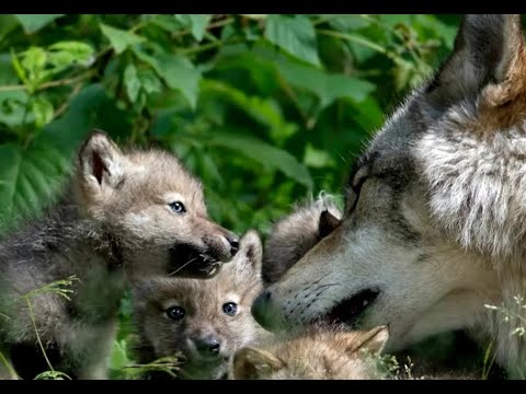 Видео: Урок - онлайн (отрывок) по русскому языку и литературе в 8 классе по теме: О.Сулейменов. "Волчата"