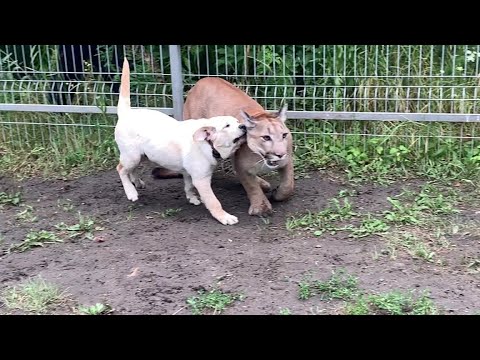 Видео: Снова в школе! Месси вернулся к тренировкам!