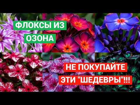 Видео: Флоксы из Озона