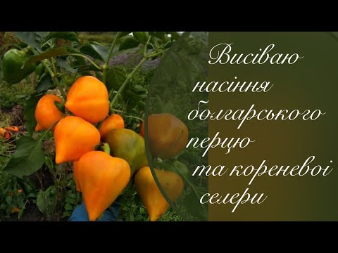 Видео: Придбала насіння супер-перців. Про такий перчик ви мабуть і не чули. Висіваю.@terra_im