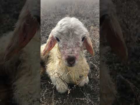 Видео: Бурятская песня про маму