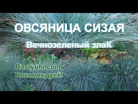 Видео: Овсяница сизая - декоративный вечнозеленый злак. Как вырастить, размножить, омолодить.