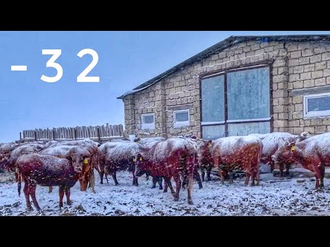 Видео: -32 аяз | Сиыр туды | Бір күнде боран болды