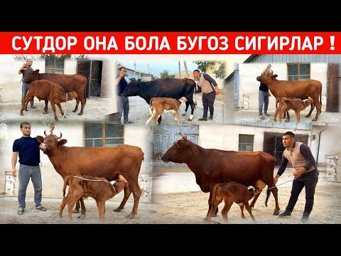 Видео: МИРЗАБЕК ОГАНИ СУТДОР ОНА БОЛА БУГОЗ СИГИРЛАРИ !!! ХОРАЗМ БОЗОР