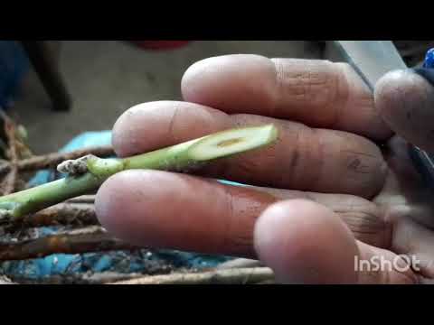 Видео: 8.04.25.Зимове щеплення покращенною купуліровкою, воскування щеплення.🤔