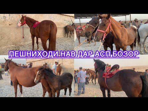 Видео: Асп бозори Душанбе (Ленский район) бо пешниҳоди беҳтарин. Нархи тойҳо, байталҳо ва аспҳои бузи.