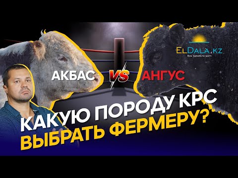 Видео: Мясное животноводство в Казахстане: ангус или акбас, рынки сбыта, живой скот или мясо?