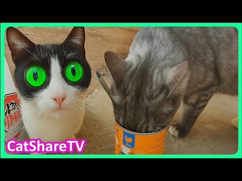 Видео: Семья Котов Которую Все Игнорируют! 🔥