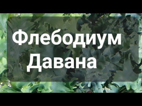 Видео: Флебодиум Давана