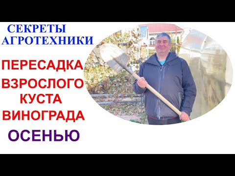 Видео: Пересадка взрослого куста винограда осенью.