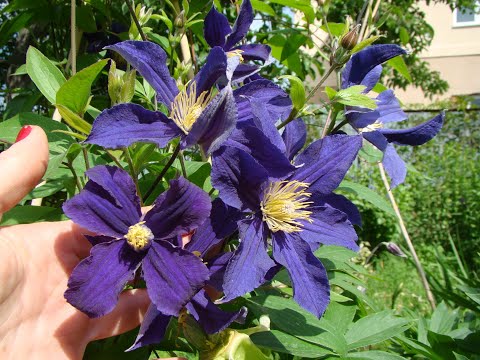 Видео: Клематисы. Hudson River (Гудзон Ривер)