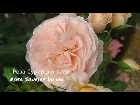 Видео: НАСЛАЖДЕНИЕ...// Клумба из роз