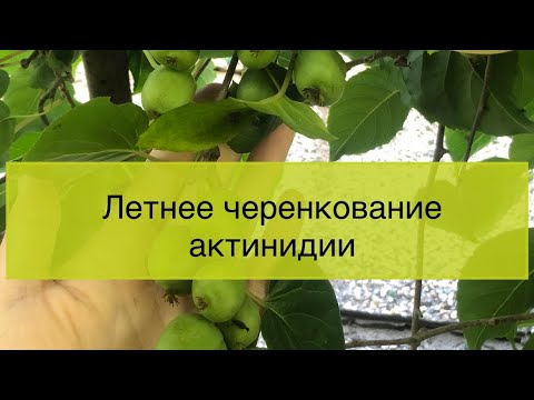 Видео: Размножение актинидии черенками, летнее укоренение