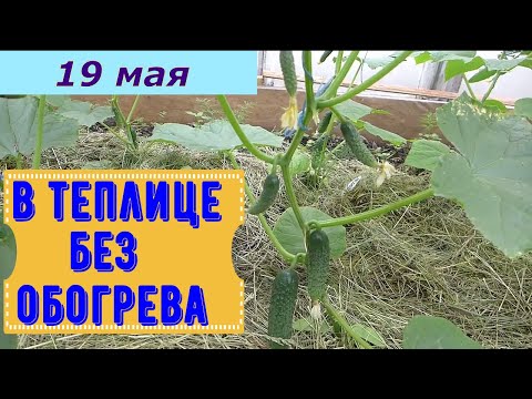 Видео: Как получить ранний урожай огурцов в неотапливаемой теплице. Защита от заморозков.