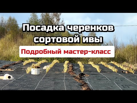 Видео: Тверская ива. Посадка черенков сортовой ивы от Катерины Бочкарёвой.