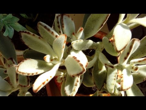 Видео: Каланхоэ войлочное. Kalanchoe tomentosa.