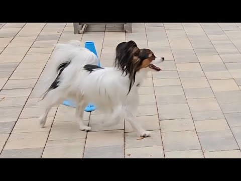 Видео: Индивидуальные уроки с папильоном