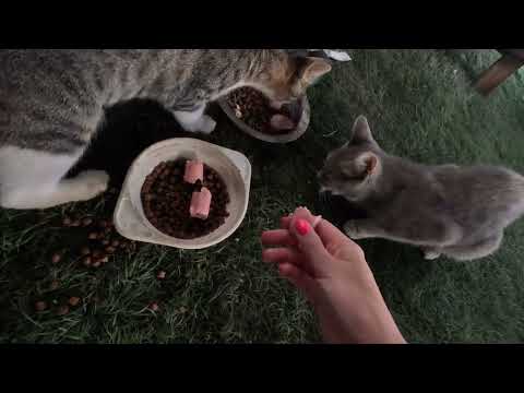 Видео: Мотодальняк 2025 Москва-Саратов-Ростов-Крым: Дорога до Ростова|Байк-пост МОТОВОЛЬНИЦА|Ростов